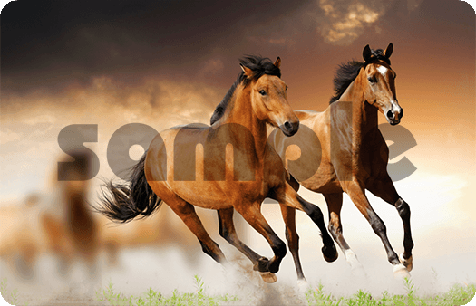 257-Wild Horses