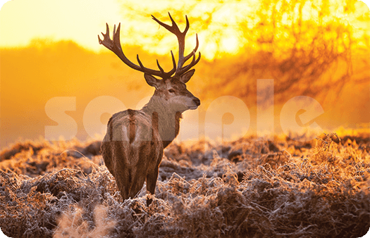 258-Red Deer