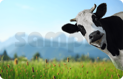 290-Cow