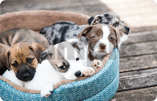 291-Puppies