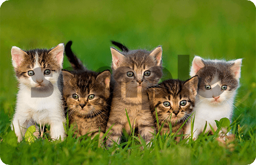 292-Kittens