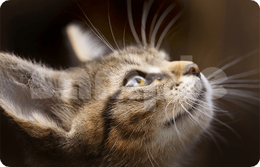 293-Whiskers