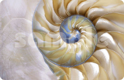 209-Shell