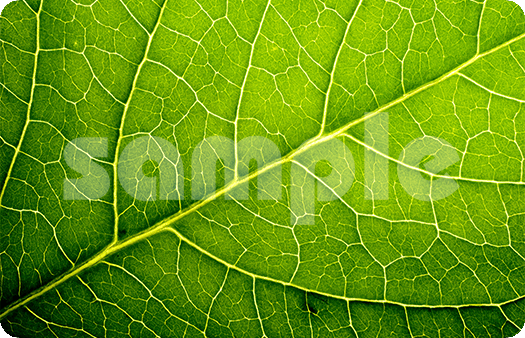 286-Green Leaf