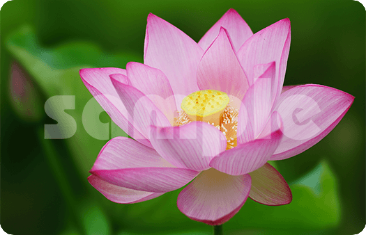 288-Lotus