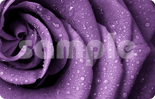 289-Rose