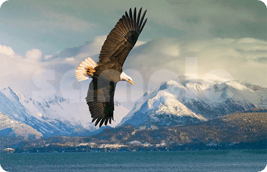 214-Fly Like an Eagle