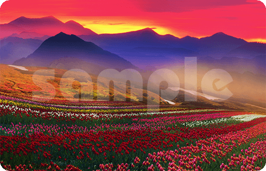 234-Flowers and Fog