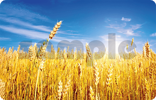 236-Wheat Field