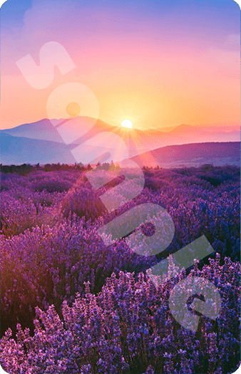 406_Lavender-Field