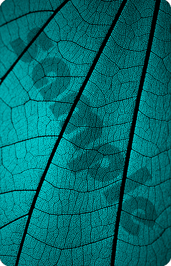 412_Teal-Leaf