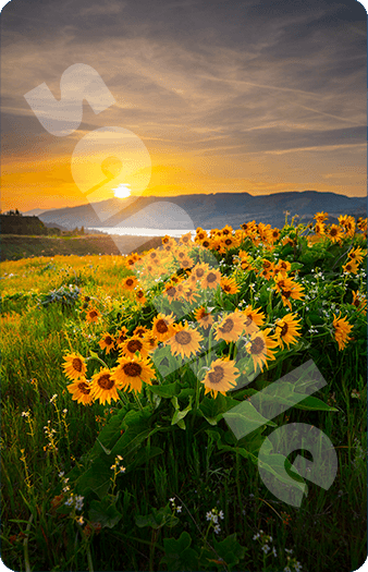 418_Sunflowers